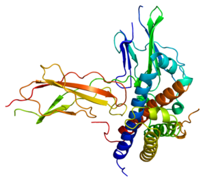 Dwarfism – a promising new study … in mice